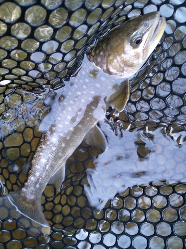 アメマスの釣果