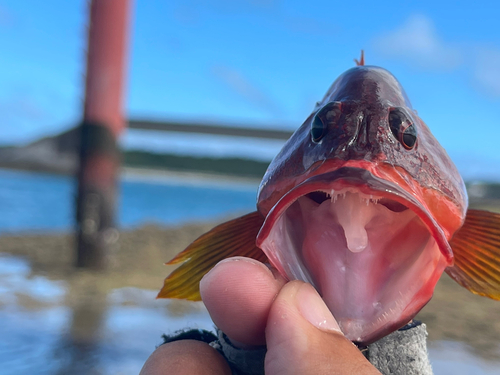 ニジハタの釣果