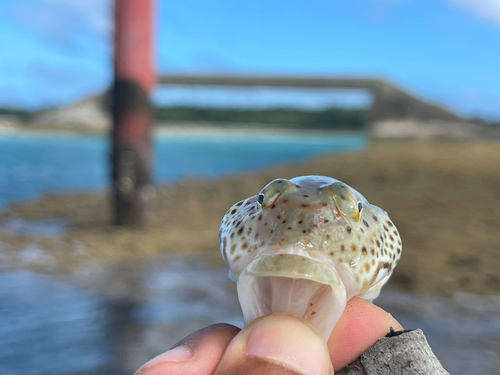 オグロトラギスの釣果