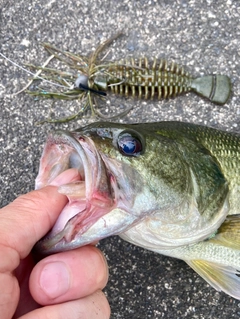 ブラックバスの釣果