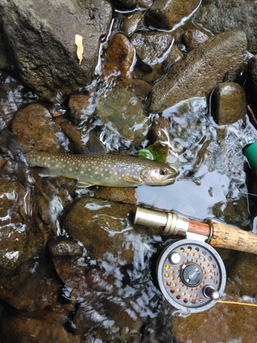 イワナの釣果