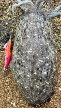 モンゴウイカの釣果