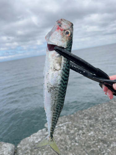 サバの釣果