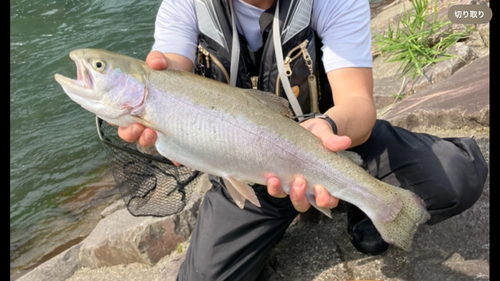 ニジマスの釣果