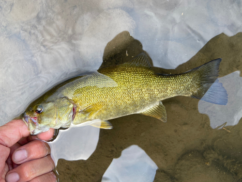 スモールマウスバスの釣果