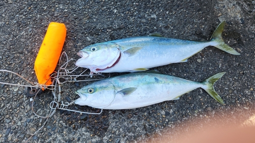 イナダの釣果