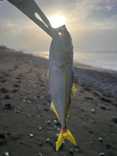 ワカシの釣果