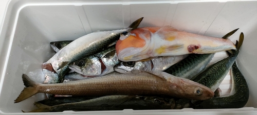 アマダイの釣果