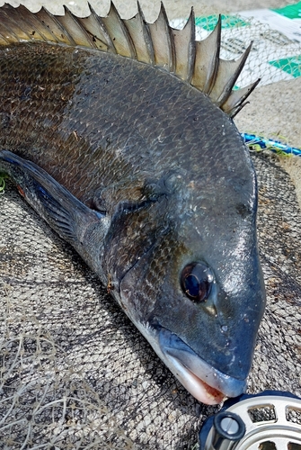 チヌの釣果