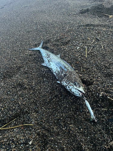 サゴシの釣果