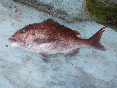 マダイの釣果