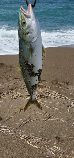 イナダの釣果