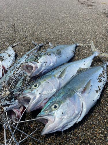 イナダの釣果