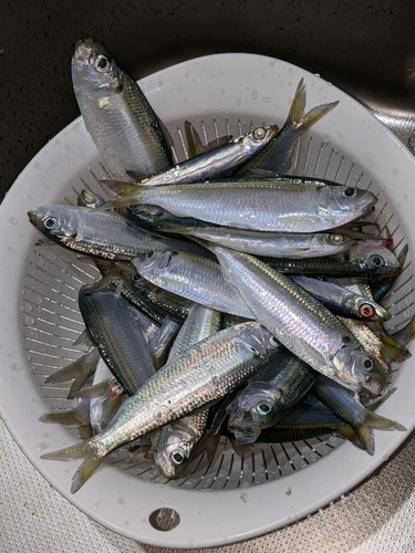 サッパの釣果