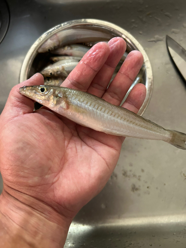 キスの釣果