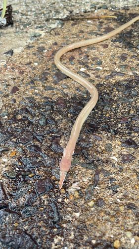 ウミヘビの釣果