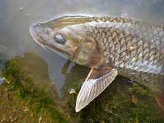 ニゴイの釣果