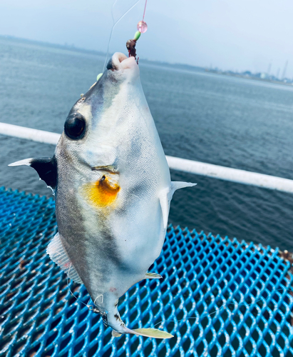 ギマの釣果