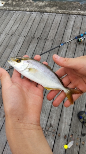 ショゴの釣果