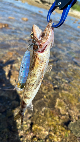 エソの釣果