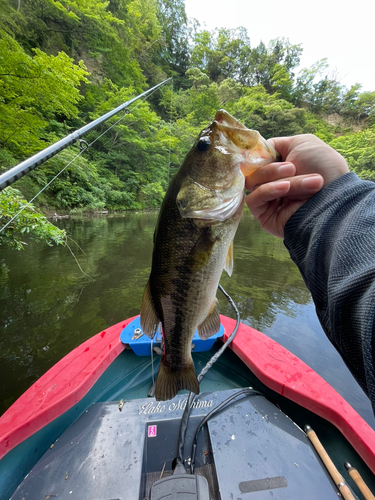 ラージマウスバスの釣果