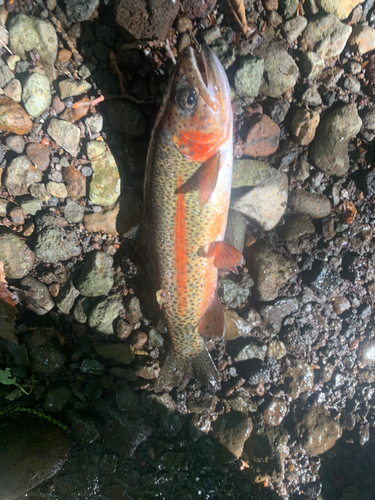 ニジマスの釣果