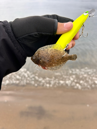 ヒラメの釣果