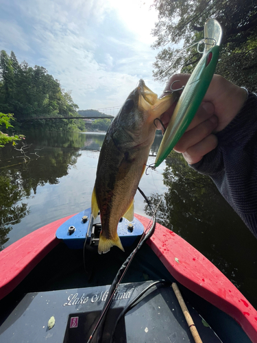 ラージマウスバスの釣果