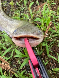 ナマズの釣果