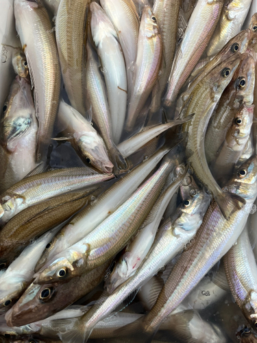 シロギスの釣果