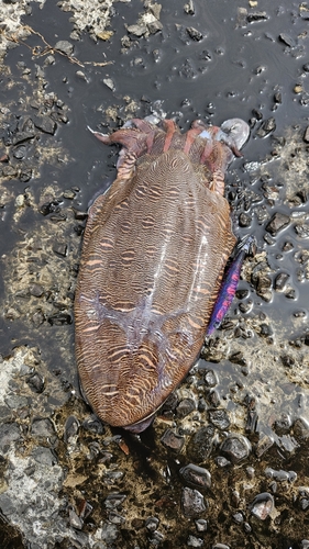 モンゴウイカの釣果