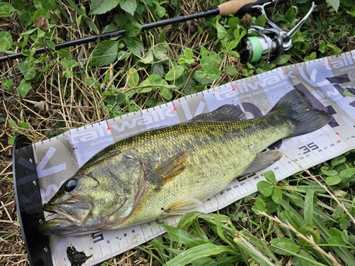 ラージマウスバスの釣果