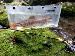 アマゴの釣果