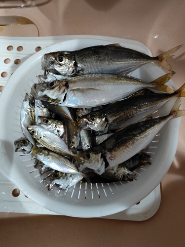 アジの釣果