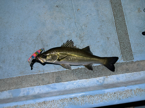 シーバスの釣果