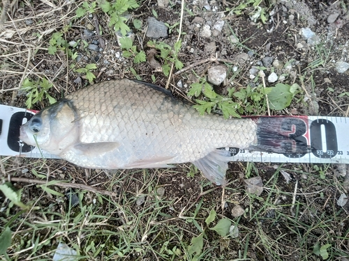 ヘラブナの釣果