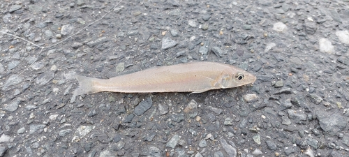 シロギスの釣果