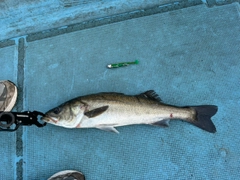 シーバスの釣果