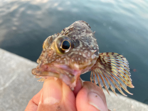 ガシラの釣果