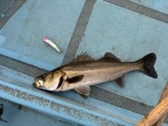 シーバスの釣果