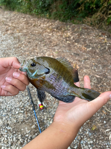 ブルーギルの釣果