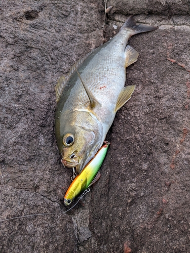 イサキの釣果