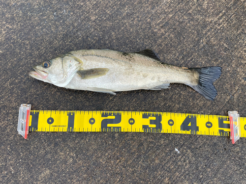 マルスズキの釣果