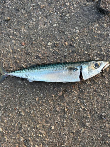 サバの釣果