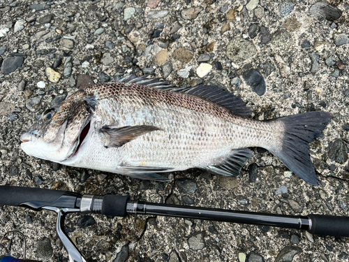 チヌの釣果