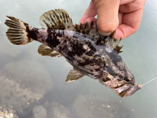 タケノコメバルの釣果