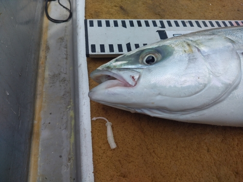 ハマチの釣果