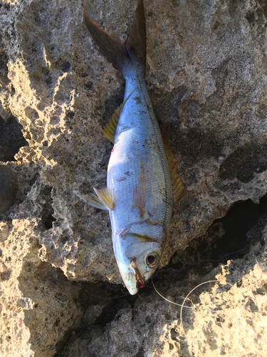 沖永良部島