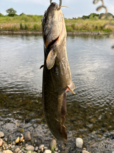 ナマズの釣果