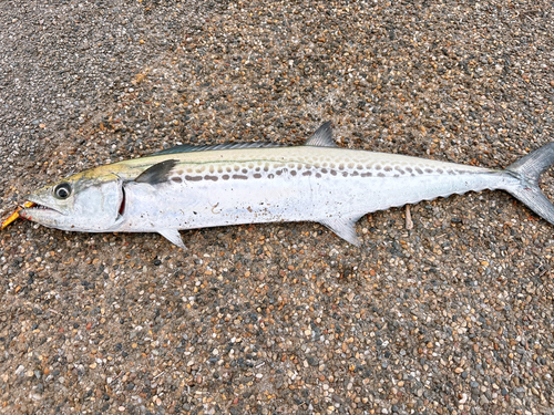 サゴシの釣果